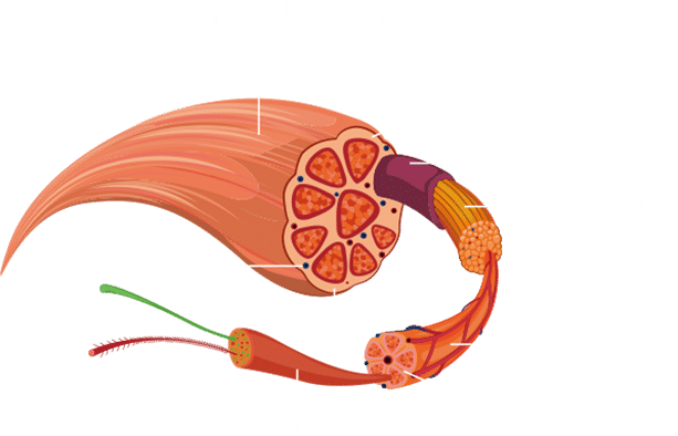 Anatomie des menschlichen Muskels